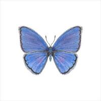 flattern Blau Schmetterling. Kupfer-Schmetterlinge, Insekt, Schmetterlinge. Hexapod. Hand gezeichnet Illustration vektor