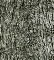 vektor illustration av de bark textur av fält lönn eller acer campestre. naturlig läder natur bakgrund.