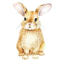 akvarellteckning. söt kanin. påskhare, hare isolerad på vit bakgrund clipart. realistisk teckning, illustrationakvarellteckning. söt kanin. påskhare, hare isolerad på vit bakgrund vektor