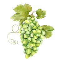 en knippa av grön vindruvor med löv. vinranka. isolerat vattenfärg illustration. för de design av etiketter av vin, druva juice och kosmetika, bröllop kort, brevpapper, hälsningar kort vektor