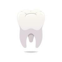molar- tänder vektor isolerat vit bakgrund.