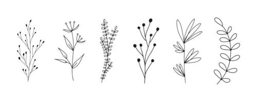 uppsättning av botaniska linjekonst blommiga löv, växter. handritad skiss grenar isolerad på vit bakgrund. vektor illustration