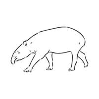 tapir vektor skiss