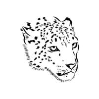 Schnee Leopard Vektor skizzieren