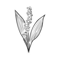 Lilie von das Senke Blume Vektor skizzieren