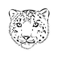 Schnee Leopard Vektor skizzieren