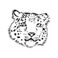 Schnee Leopard Vektor skizzieren