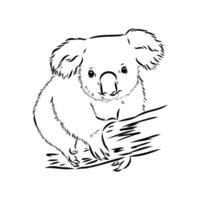 Koala-Vektorskizze vektor