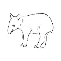 Tapir Vektor skizzieren