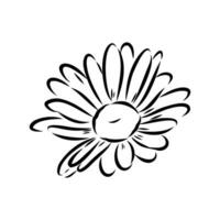 daisy blomma vektor skiss
