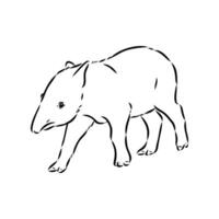 tapir vektor skiss