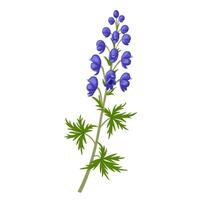 vektor illustration, Aconitum också känd som akonit, munkskap, vargbana, leopards fördärv, eller blå raket, isolerat på vit bakgrund.