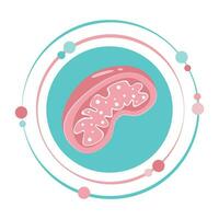 isoliert Wissenschaft Vektor Illustration Grafik Symbol von ein Mitochondrien Organelle
