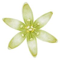 avokado blomma vattenfärg illustration. hand dragen klämma konst på isolerat bakgrund. botanisk målning av växt med vit kronblad. årgång natur skriva ut teckning. blomning tropisk frukt skiss vektor