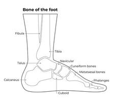 das Knochen von das Fuß Wissenschaft Design Vektor Illustration Diagramm