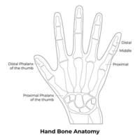 Hand Knochen Anatomie Wissenschaft Design Vektor Illustration Diagramm