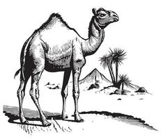 kamel på de bakgrund av de pyramider hand dragen skiss vektor illustration
