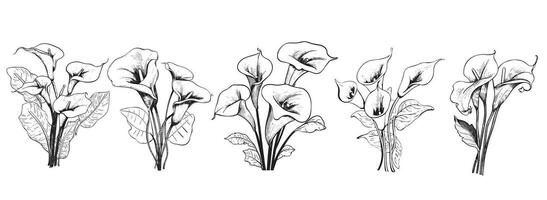 cala lilja blomma uppsättning hand dragen skiss vektor illustration