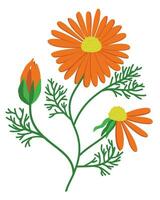 Ringelblume. hell Orange Blume mit Blätter. Vektor isoliert Illustration