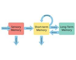 drei Stufen von Erinnerung von sensorisch Erinnerung zu kurz Begriff Erinnerung und lange Begriff Erinnerung vektor