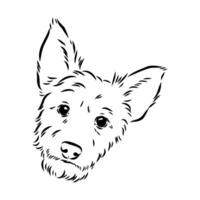 australier terrier vektor skiss