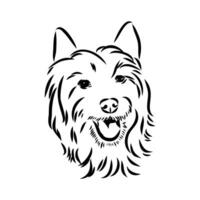 australier terrier vektor skiss