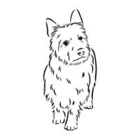 australisch Terrier Vektor skizzieren