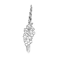 gladiolus blomma vektor skiss