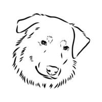 australisch Schäfer Hund Vektor skizzieren