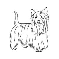 australier terrier vektor skiss