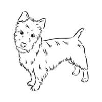 australier terrier vektor skiss