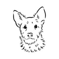 australier terrier vektor skiss