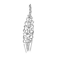 Gladiole Blume Vektor skizzieren