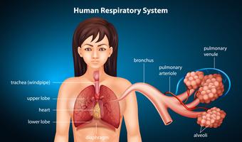 Människans respiratoriska system vektor