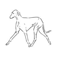 Windhund Azawak Vektor skizzieren
