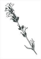 lavendel- svart och vit linje teckning. vektor doftande vild blomma på en vit bakgrund. gravyr med vilda blommor. provence stil. ingrediens för parfymer och kosmetika.