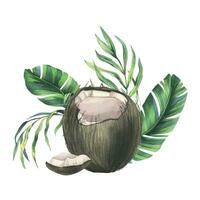 kokosnötter hela, halvor och bitar med ljus, grön, tropisk handflatan löv. hand dragen vattenfärg illustration. förhandsgjord sammansättning isolerat från de bakgrund vektor