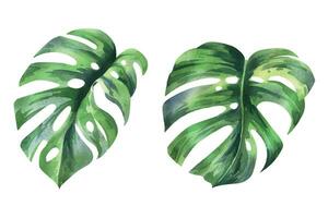tropisk handflatan löv, monstera ljus saftig grön. hand dragen vattenfärg botanisk illustration. uppsättning av isolerat element vektor