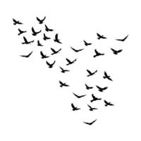 vektor en flock av flygande silhuett fåglar vektor illustration