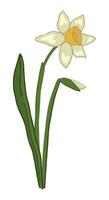 narciss klotter. vår tid blomma ClipArt. tecknad serie vektor illustration isolerat på vit bakgrund.