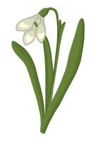 snödroppe klotter. vår tid blomma ClipArt. tecknad serie vektor illustration isolerat på vit bakgrund.