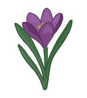 krokus klotter. vår tid blomma ClipArt. tecknad serie vektor illustration isolerat på vit bakgrund.