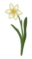 narciss klotter. vår tid blomma ClipArt. tecknad serie vektor illustration isolerat på vit bakgrund.