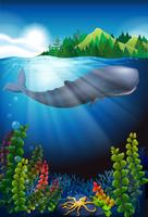 Wal, der unter dem Ozean schwimmt vektor