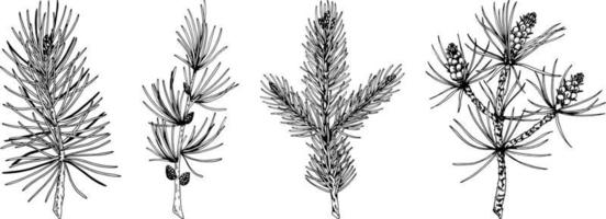uppsättning handritade julväxter i skissstil isolerad på vit bakgrund. vektor illustration av tall, gran, lärk, julgranar. . jul och nyår inredning element