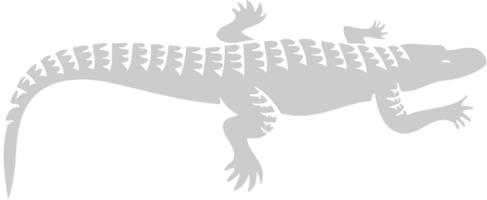 Alligator vektor