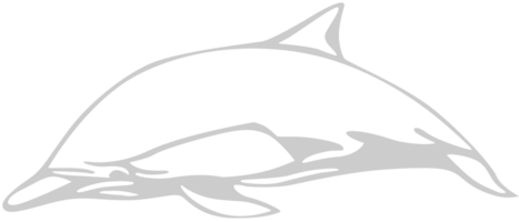 Delfin Gliederung vektor