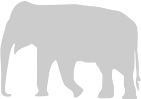 elefant vektor