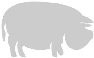 Schwein vektor