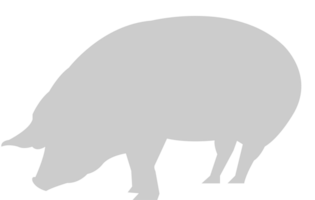 Schwein vektor